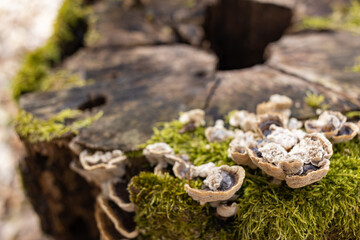 The stump is overgrown with moss. There are mushrooms growing on the beautiful stump. Close-up of a cutted mossy tree