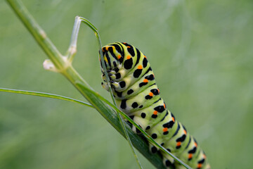 Schwalbenschwanzraupe im Fenchel