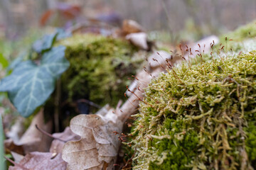 The stump is overgrown with moss. There are mushrooms growing on the beautiful stump. Close-up of a cutted mossy tree