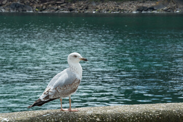 Cute seagull in Tazones harbor. Asturias.