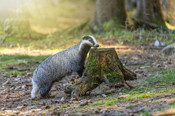 European badger is sniffing tree stump. Horizontally.  © frank11