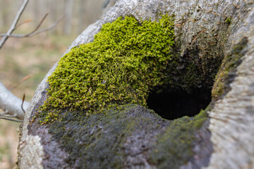 The stump is overgrown with moss. There are mushrooms growing on the beautiful stump. Close-up of a cutted mossy tree