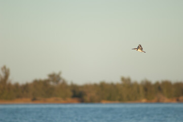 Pied kingfisher Ceryle rudis in flight. Senegal River. Langue de Barbarie National Park. Saint-Louis. Senegal.