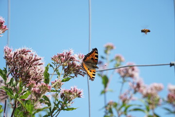 Kleiner Fuchs Schmetterling
