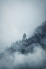 Fototapeta na wymiar One last tree - dramatic fog over forest and dark mood in the mountains - Königssee Alps