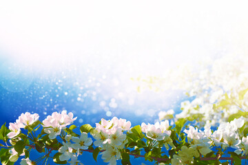 Obraz premium Blossoming branch cherry. Bright colorful spring flowers