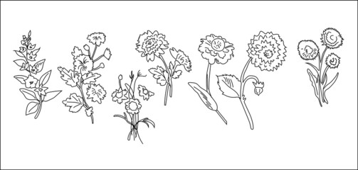 hand drawn illustration of plabts and flowers outline eps 10 collection 