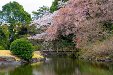 Fototapeta na wymiar japanese garden in spring