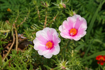 There's a pink rose moss in full bloom.