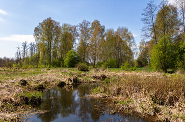 Wiosenne Podlasie. Wiosna w Dolinie Narwi, Polska © podlaski49