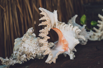 Big sea shell on a dark background