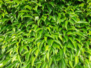 all green bushes It is the surface of many leaves overlapping, making it appear as a patterned background.
