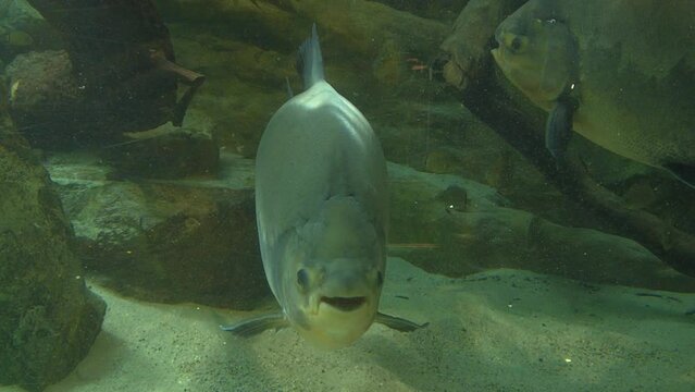 Close up of head of a big South American fresh water fish tambaqui, or black pacu, Colossoma Macropomum.