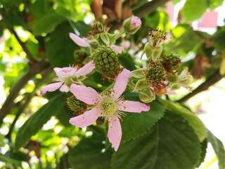 pink and white flowers