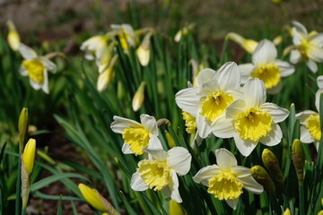 Yellow Daffodils in lower right quadrant