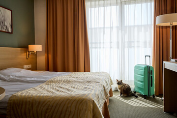 Pretty cat looking out the window and sitting near suitcase in hotel room. Travelling with pets. Room interior in beige tones.