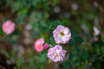 Photo of rose in park. Blurred background.