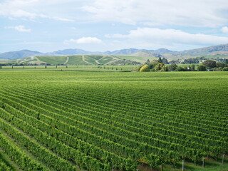 Weinanbau in Neuseeland
