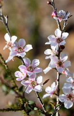 Pink and white flowers and buds of the Peach blossom Tea Tree Leptospermum squarrosum, family Myrtaceae, growing in Sydney woodland, New South Wales, Australia