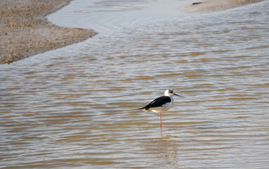 Italy Tuscany Maremma Grosseto, Castiglione della Pescaia, Diaccia Botrona Nature Reserve, Birdwatching Birds of Swamp Himantopus Himantopus Knight of Italy