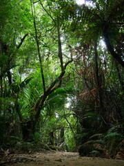 dichter Regenwald in Neuseeland
