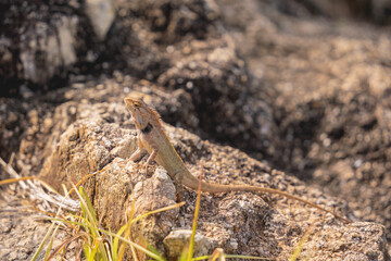 Small gray rock lizard on a stone