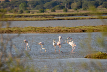 Italy Tuscany maremma Castiglione della Pescaia, natural reserve of Diaccia Botrona, colony of flamingos