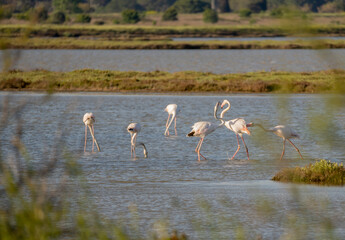 Italy Tuscany maremma Castiglione della Pescaia, natural reserve of Diaccia Botrona, colony of flamingos