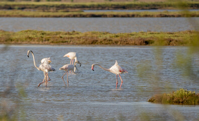 Italy Tuscany maremma Castiglione della Pescaia, natural reserve of Diaccia Botrona, colony of flamingos