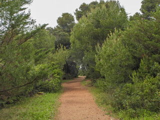 Fototapeta na wymiar Allée en sous bois au milieu de pins, d'oliviers et d' Eucalyptus dans le Sud de la France