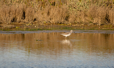 Italy Tuscany Maremma Grosseto, Castiglione della Pescaia, Diaccia Botrona Nature Reserve, Birdwatching Birds of Swamp , Tringa nebularia pantana comune