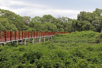 Raised pedestrian walkway going through a lush green carpet of forest. No people.