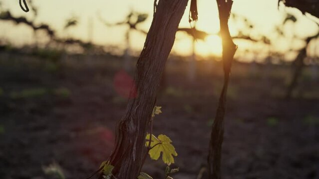 Dry trunk grape vine on sunrise close up. Young grapevine bushes on sunlight.