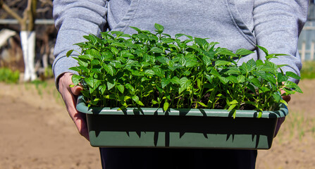 A box with seedlings of pepper in the hands of a man. Pepper seedlings.