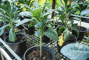 Vegetable bed boxes with soil in the cafe organic garden