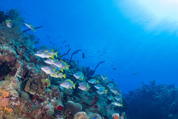 Fototapeta na wymiar A tropical reef scene underwater in the Caribbean sea. A school of fish called schoolmaster snappers swim through the coral and sponge under the deep blue water. The sun beams penetrate the surface