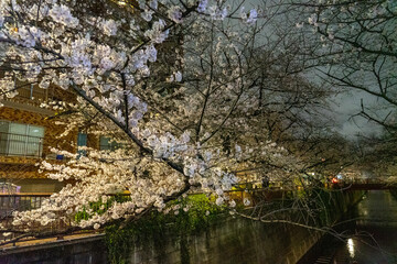 Obraz premium cherry blossom in spring