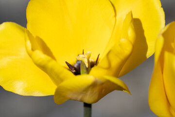 Tulpenstempel - gelbe Tulpe