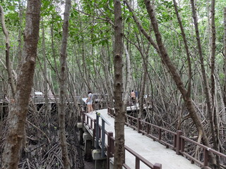 Walking path crosses mangrove forest in Sirinat Rajini Mangrove Ecosystem Study Center, Pak Nam Pran, Pran Buri, Prachuap Khiri Khan, Thailand