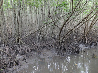 Mangrove forest in Sirinat Rajini Mangrove Ecosystem Study Center, Pak Nam Pran, Pran Buri, Prachuap Khiri Khan, Thailand