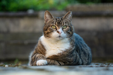 Neugierige getigerte Katze 