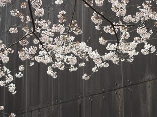 日本の川近くに咲いている桜