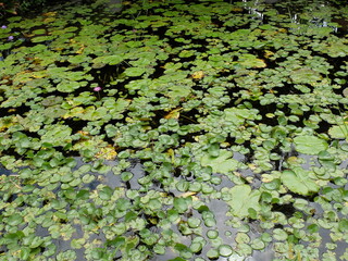 Lotus leaves in lotus pond