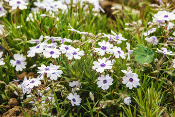 white flowers in the meadow