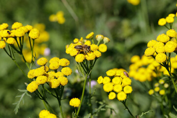 Flowers of tansy (Tanacetum officinale)