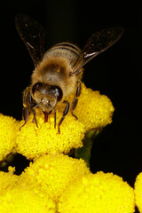 Flowers of tansy (Tanacetum officinale)