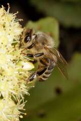 Honigbiene auf der Blüte des Sedum sp. Thueringen, Deutschland, Europa  --
Honey bee on the flower of Sedum sp. Thueringia, Germany, Europa