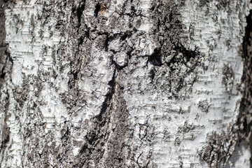 The bark of an old tree close-up. Cracks in the bark of an old tree. Texture and background of tree bark. Rough imprints of tree bark.