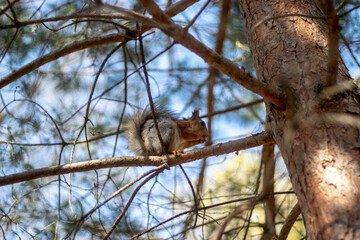 The squirrel sits on a spruce branch. A squirrel sits on a tree in the shade of branches. Squirrel on a tree, bottom view. Squirrel with a fluffy tail in the sun.