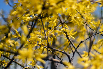 Yellow flowers of spring forsythia. Forsythia blooms on a sunny day. Flowering bush against the blue sky.